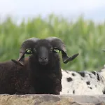 Des Blancs Cailloux Vakantiehuis *