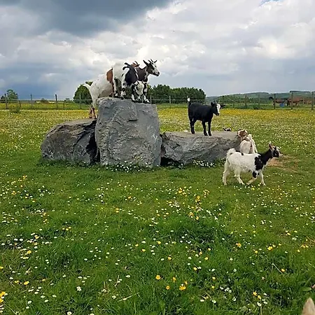 Des Blancs Cailloux Mousny